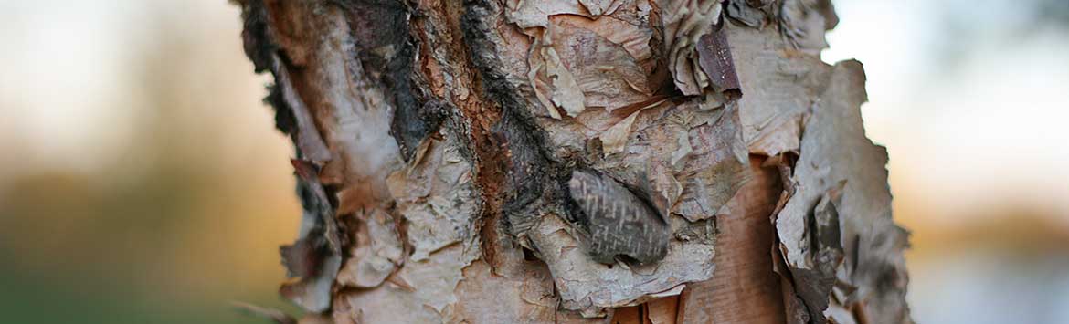 First slide image